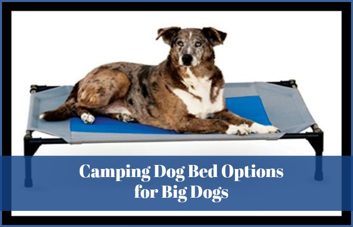 Camping Dog Bed Options for Big Dogs