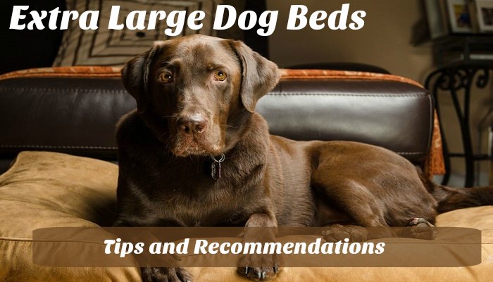 Extra Large Dog Beds – Tips and Recommendations