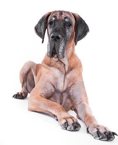 Great Dane Great Dane