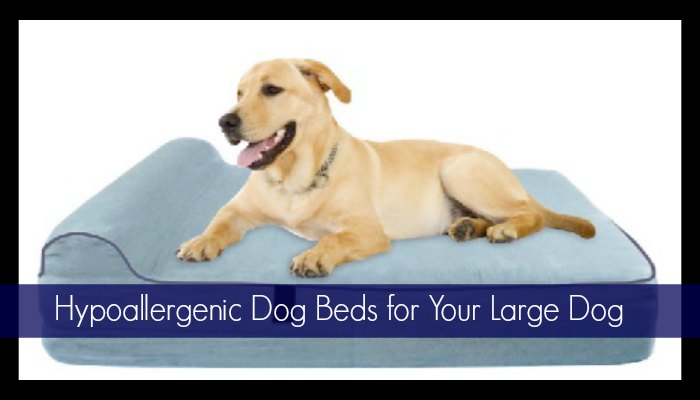 Hypoallergenic Dog Beds