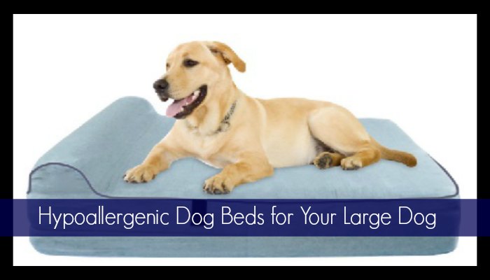 hypoallergenic blankets for dogs