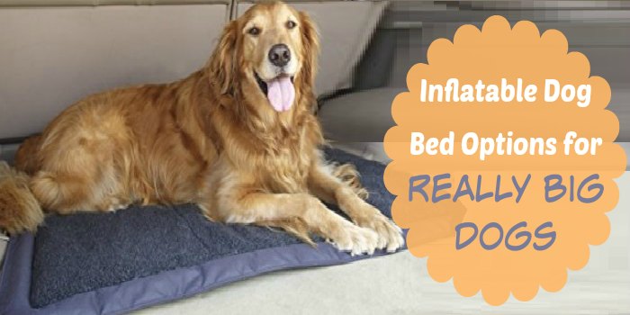 Inflatable Dog Bed Options for Really Big Dogs