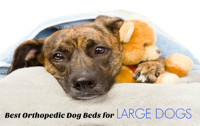 Best Orthopedic Dog Beds for Large Dogs
