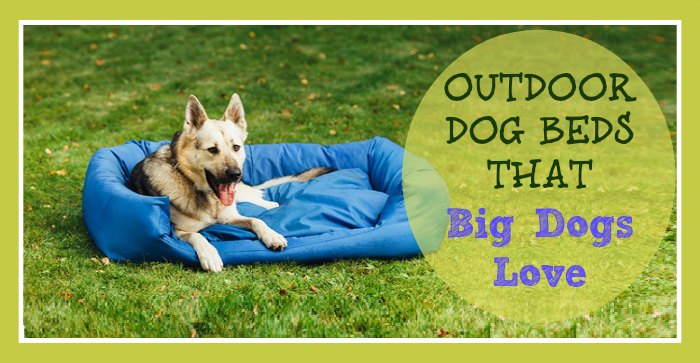 Outdoor Dog Beds that Big Dogs Love