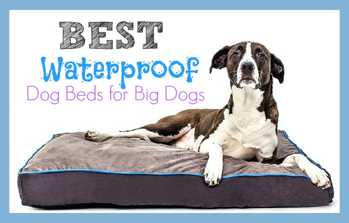 Best Waterproof Dog Beds for Big Dogs