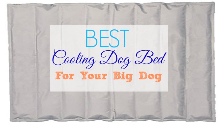 Best Cooling Dog Beds for Your Large Dogs