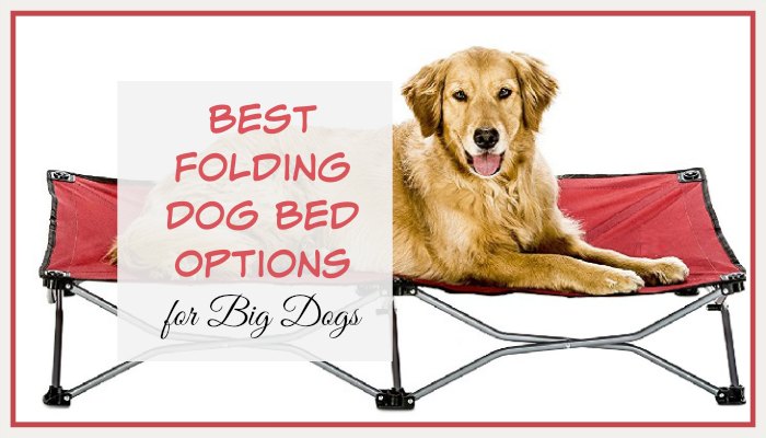 Best Folding Dog Bed Options for Big Dogs