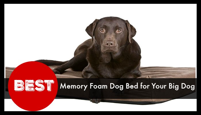 Best Memory Foam Dog Bed for Your Big Dog