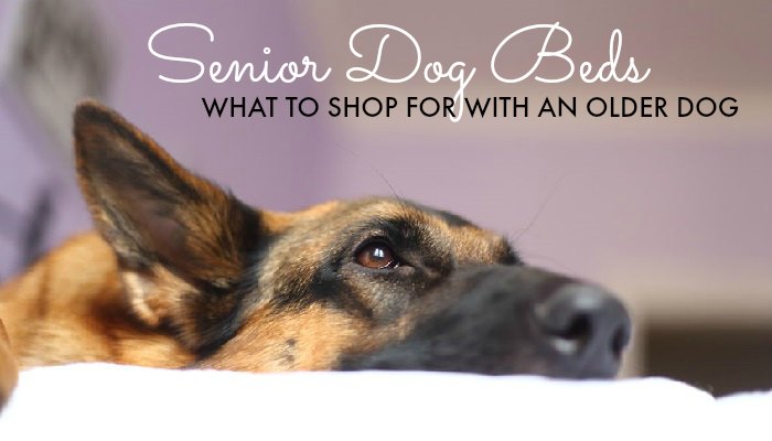 Senior Dog Beds – What to Shop for with an Older Dog