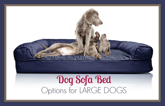 Dog Sofa Bed Options for Large Dogs That We Highly Recommend