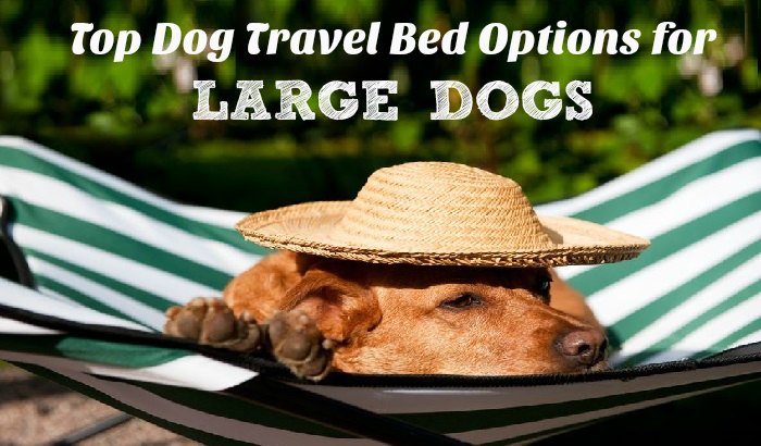 Top Dog Travel Bed Options for Large Dogs